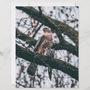 Papier Impression photo Hawk