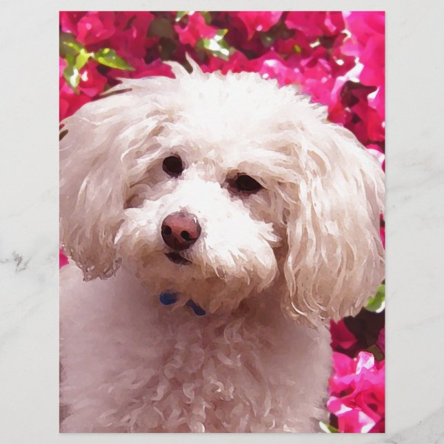 Papier Joli caniche (Devant)