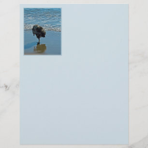 Papier Keeshond Ballet Photographie - Joli chien d'origin