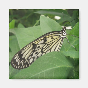 Papier Kite Vlinder Macro Magneet