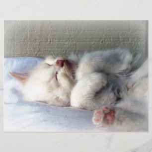 Papier Kitten endormi