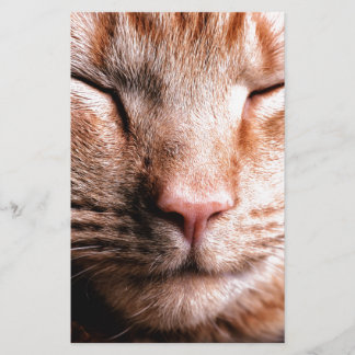 Papier Kitten endormi