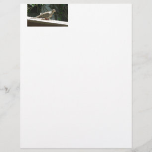Papier La colombe en deuil