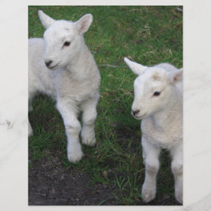 Papier Le bébé mignon de ranch de ferme jumelle l'agneau