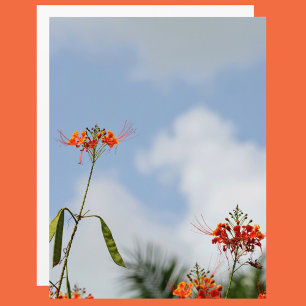 Papier Le flamboyant Royal Poinciana. Flore bleu ciel