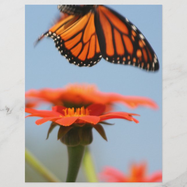 Papier Le papillon Monarque prend son envol (Devant)