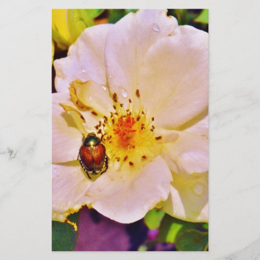 Papier Le scarabée japonais sur la rose blanche (Devant)