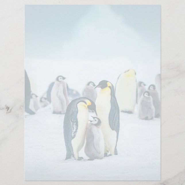 Papier Les bébés animaux les plus mignons | Alimentation  (Devant)