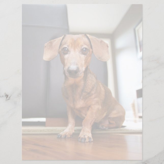 Papier Les bébés animaux les plus mignons | chiot Dachshu (Devant)