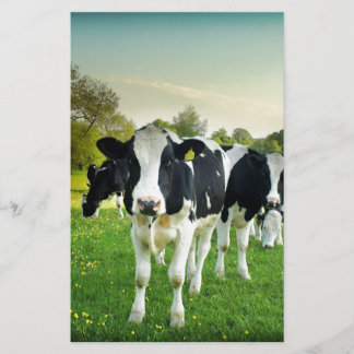 Papier Les vaches adorent regarder
