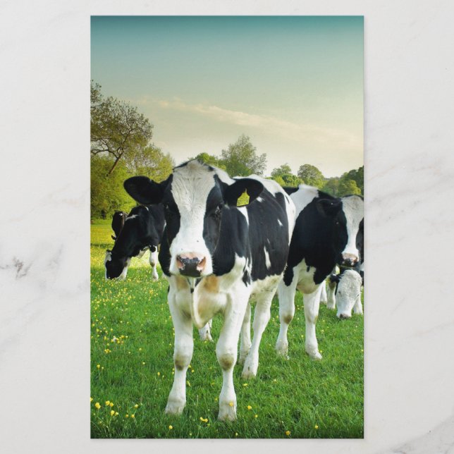 Papier Les vaches adorent regarder (Devant)