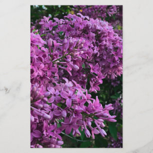 Papier lilas rose violet photo florale rose romantique