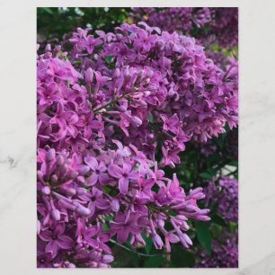 Papier lilas rose violet photo florale rose romantique