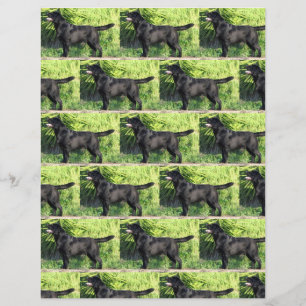 Papier LR noir complet