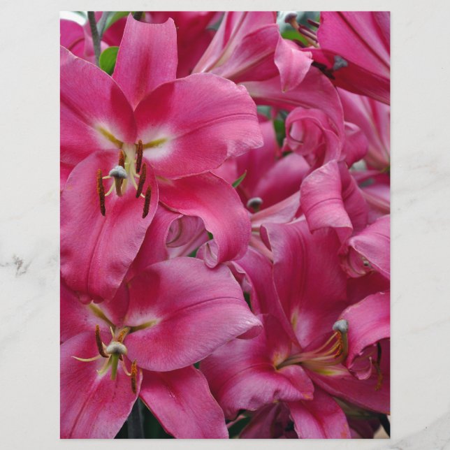 Papier Lys stargazers roses (Devant)