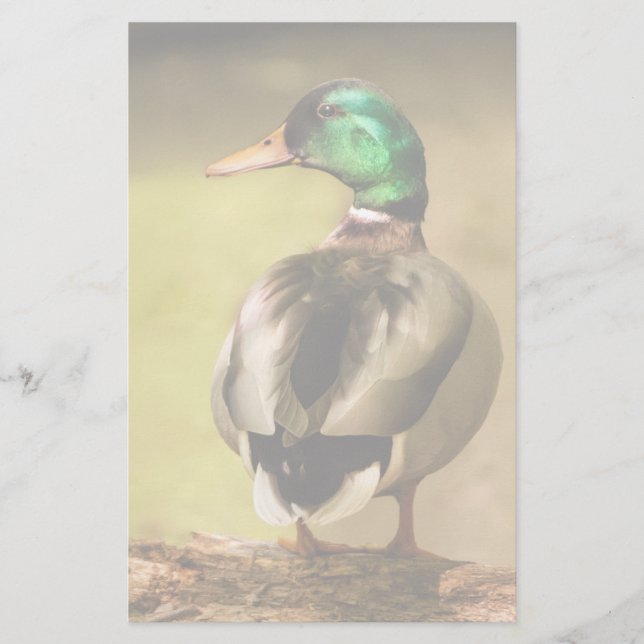 Papier Mallard Duck (Devant)