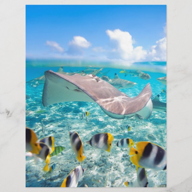 Papier Manta Ray (Devant)
