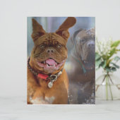 Papier Mastiff Plus (Debout devant)