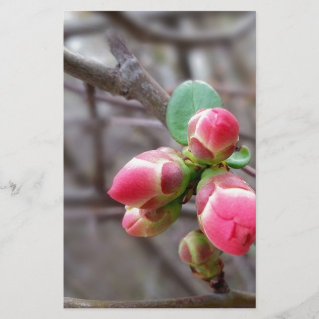 Papier minuscules bourgeons rouges (Devant)