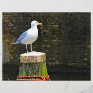 Papier Mouette