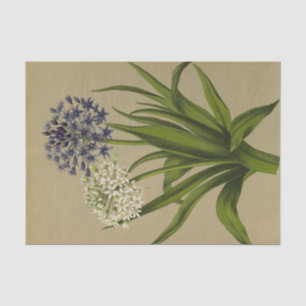 Papier Mousseline 1 Scilla Peruviana 2 Scilla Peruviana Alba