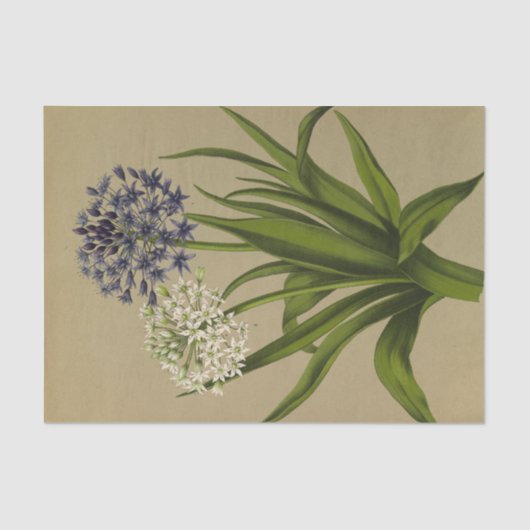 Papier Mousseline 1 Scilla Peruviana 2 Scilla Peruviana Alba (Recto)