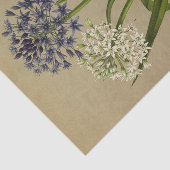 Papier Mousseline 1 Scilla Peruviana 2 Scilla Peruviana Alba (Détail)