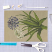 Papier Mousseline 1 Scilla Peruviana 2 Scilla Peruviana Alba (Artisanat)