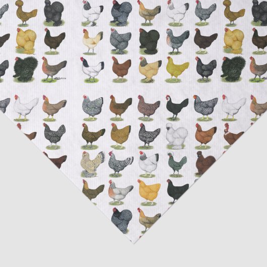 Papier Mousseline 49 poules de poulet (Détail)