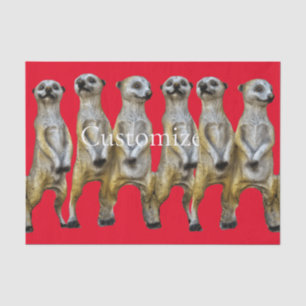 Papier Mousseline 6 Meerkats debats Thunder_Cove