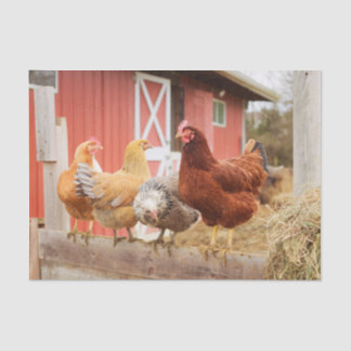 Papier Mousseline A Chaotic Chicken Portrait Part 2