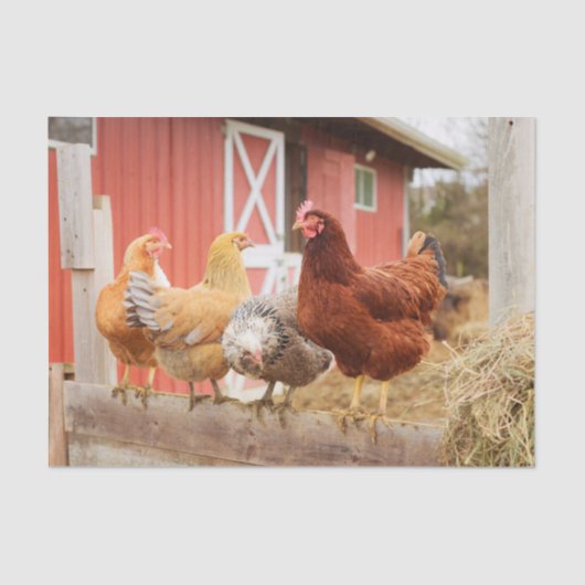 Papier Mousseline A Chaotic Chicken Portrait Part 2 (Recto)