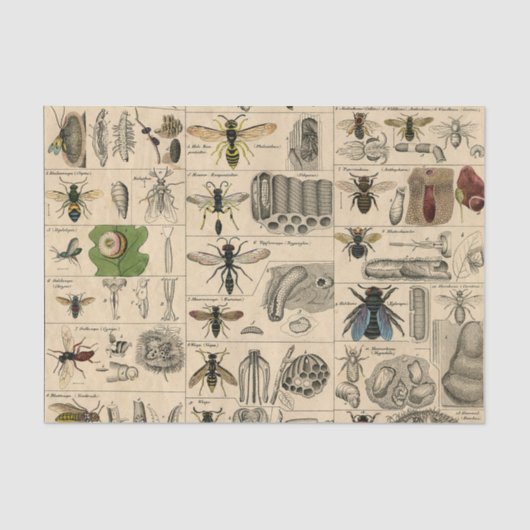 Papier Mousseline Abeille Insecte Bug Wasp Histoire naturelle abeill (Recto)
