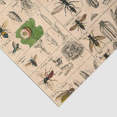 Papier Mousseline Abeille Insecte Bug Wasp Histoire naturelle abeill (Détail)
