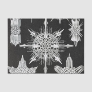 Papier Mousseline Acanthophracta, animal aquatique Wunderstrahlinge