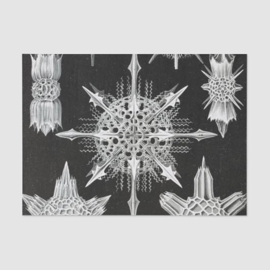 Papier Mousseline Acanthophracta, animal aquatique Wunderstrahlinge (Recto)