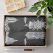 Papier Mousseline Acanthophracta, animal aquatique Wunderstrahlinge (Cadeau)