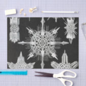 Papier Mousseline Acanthophracta, animal aquatique Wunderstrahlinge (Artisanat)