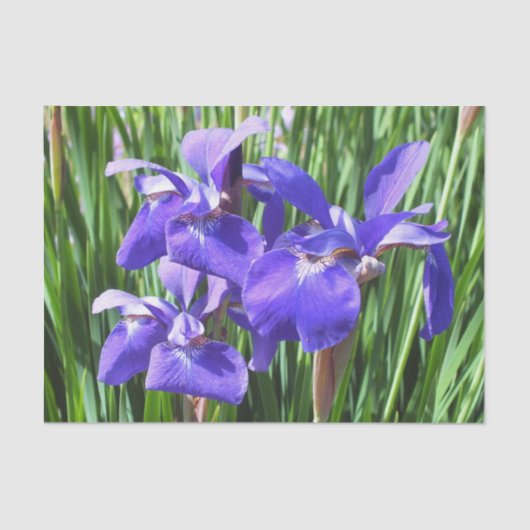 Papier Mousseline Acrylique d'Irises pourpres (Recto)