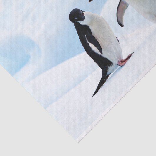 Papier Mousseline Adelie Penguins (Détail)