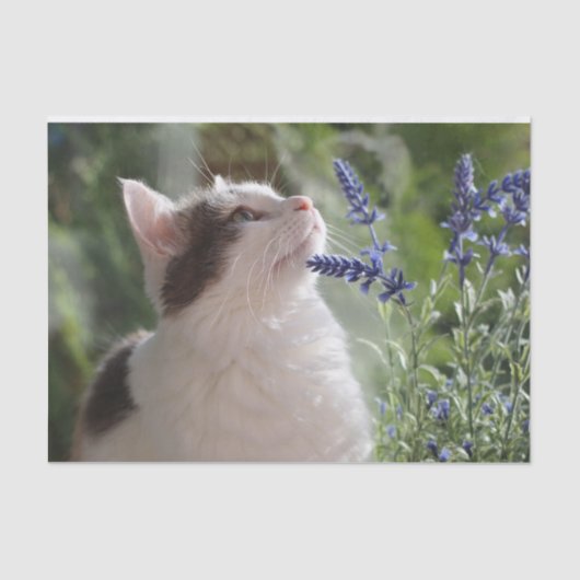 Papier Mousseline Adorable Kitten Dans le jardin (Recto)