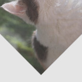 Papier Mousseline Adorable Kitten Dans le jardin (Détail)