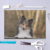 Papier Mousseline Adorable Sable Sheltie, Shetland Sheepdog Chiot (Artisanat)
