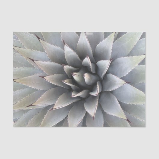 Papier Mousseline Agave Succulent Plante Cactus Vert sauge (Recto)
