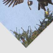 Papier Mousseline Aigle à tête blanche juvénile décolle (Détail)