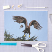 Papier Mousseline Aigle à tête blanche juvénile décolle (Artisanat)