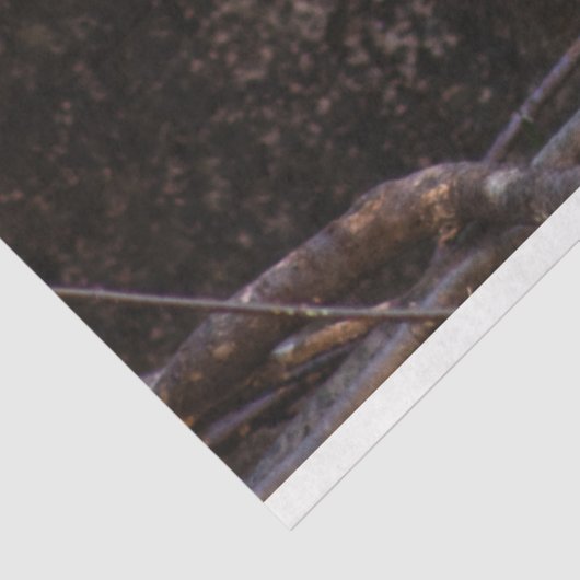 Papier Mousseline Aigle de Bald (Détail)