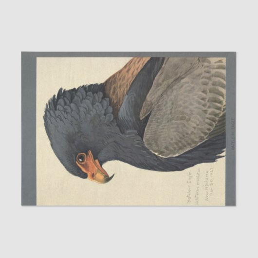 Papier Mousseline Aigle gris découpage Ephémère des oiseaux (Recto)