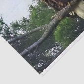 Papier Mousseline Aigle mûre majestueux perché dans l'arbre (Détail)