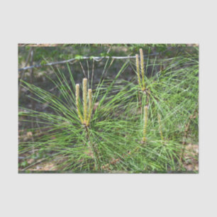 Papier Mousseline Aiguilles de pin par Kenneth Yoncich